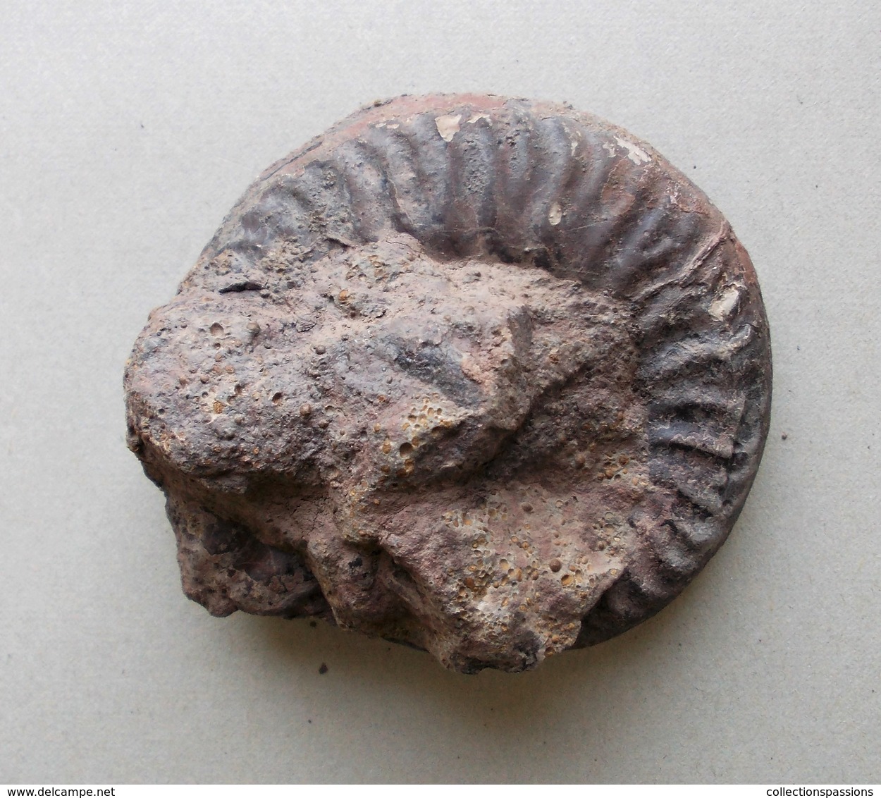 - Ammonite Fossilisée. 139g - - Fossiles