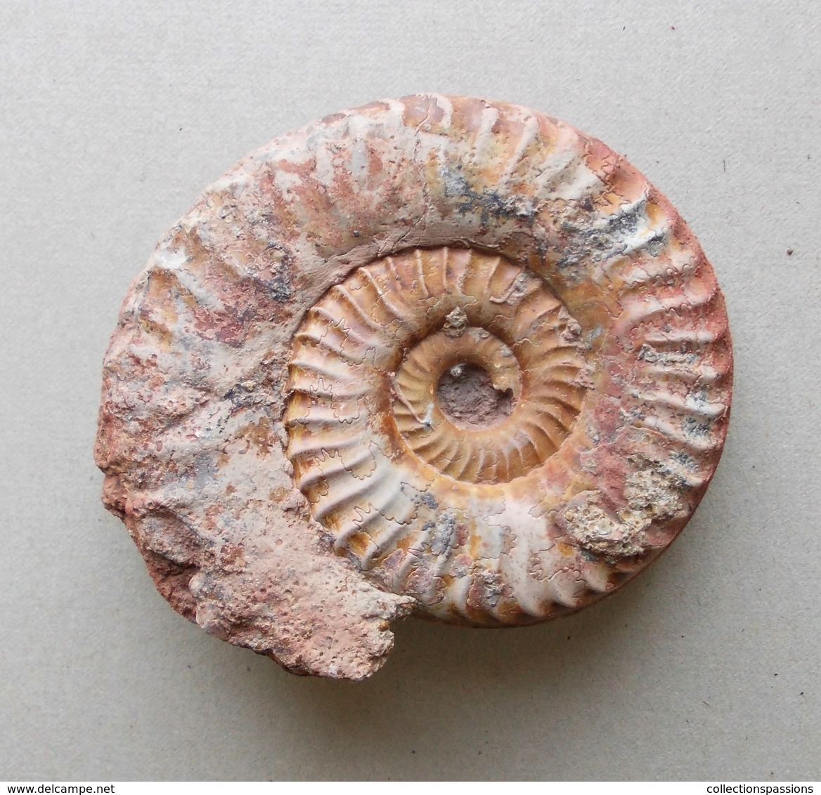 - Ammonite Fossilisée. 93g - - Fossilien