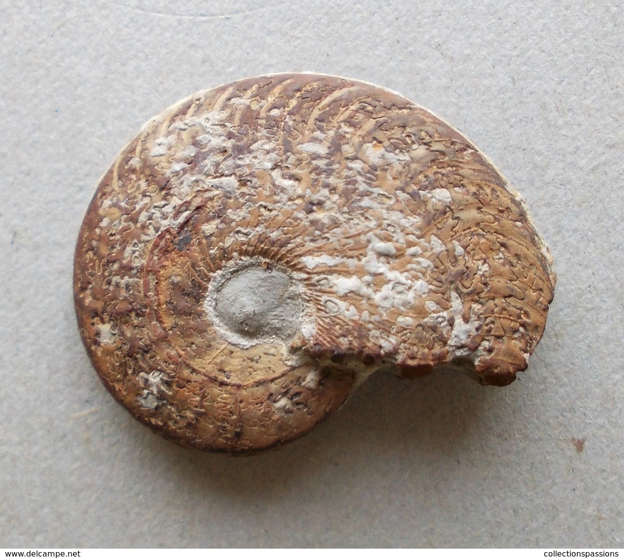 - Ammonite Fossilisée. 9g - - Fossilien