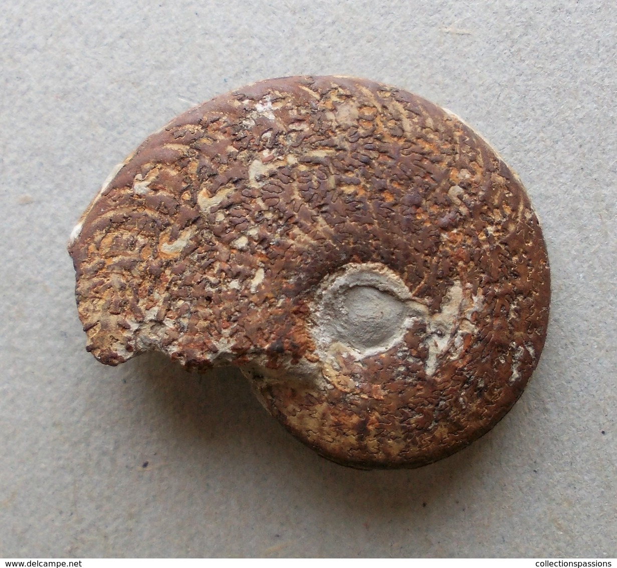 - Ammonite Fossilisée. 9g - - Fossilien