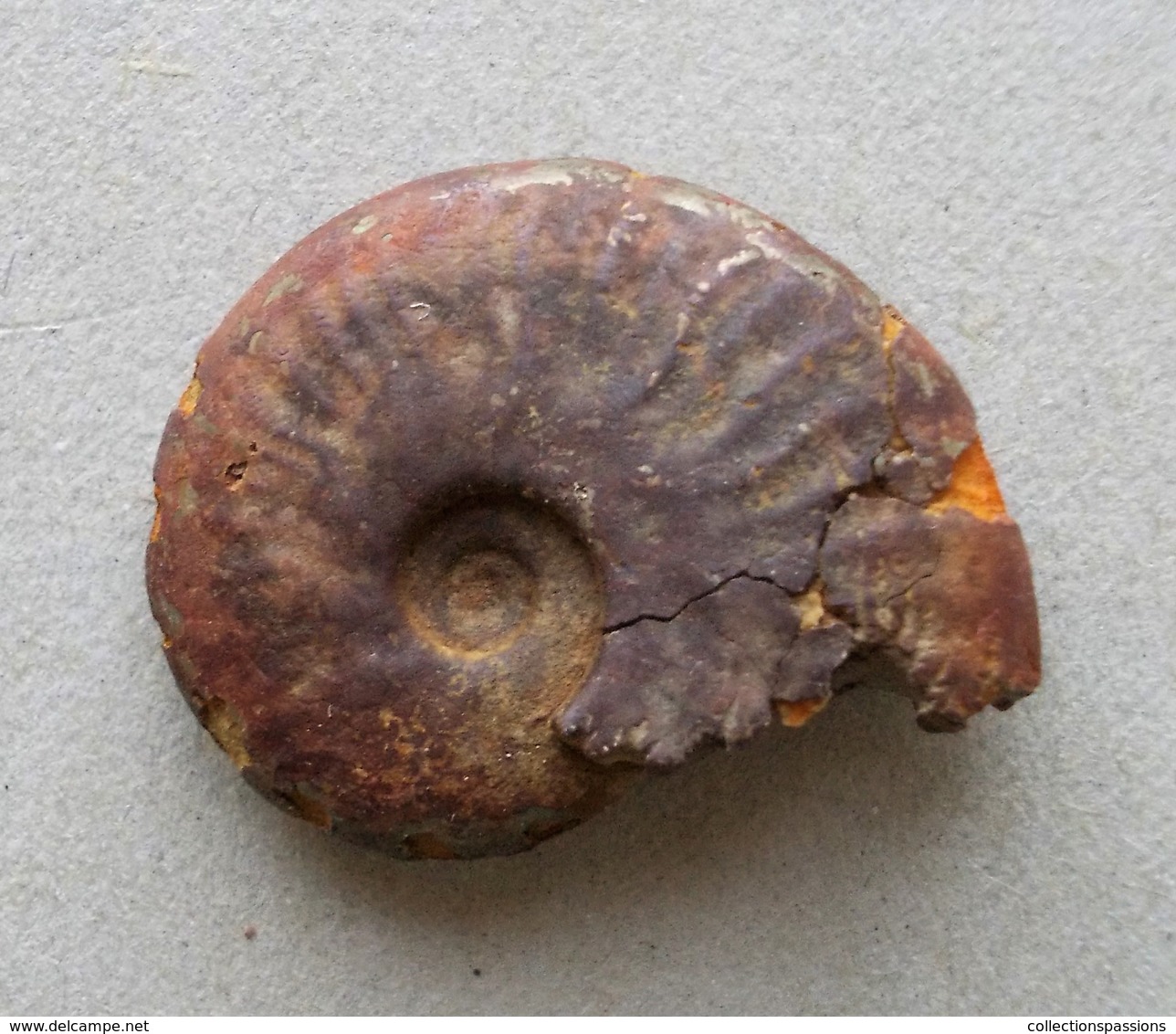 - Ammonite Fossilisée. 4g - - Fossilien