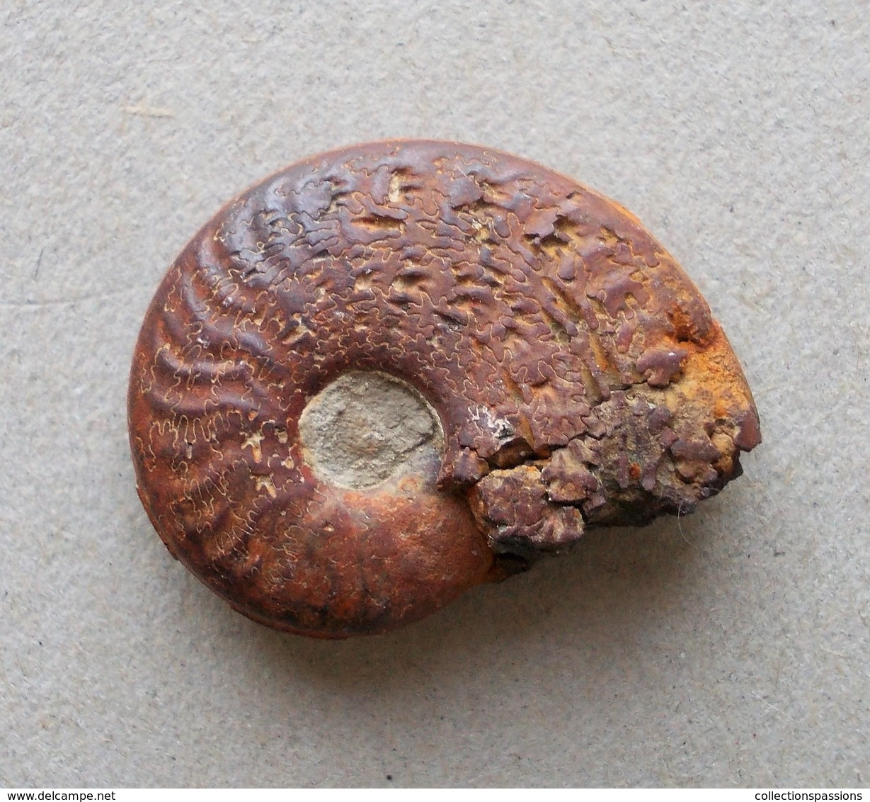 - Ammonite Fossilisée. 4g - - Fossiles