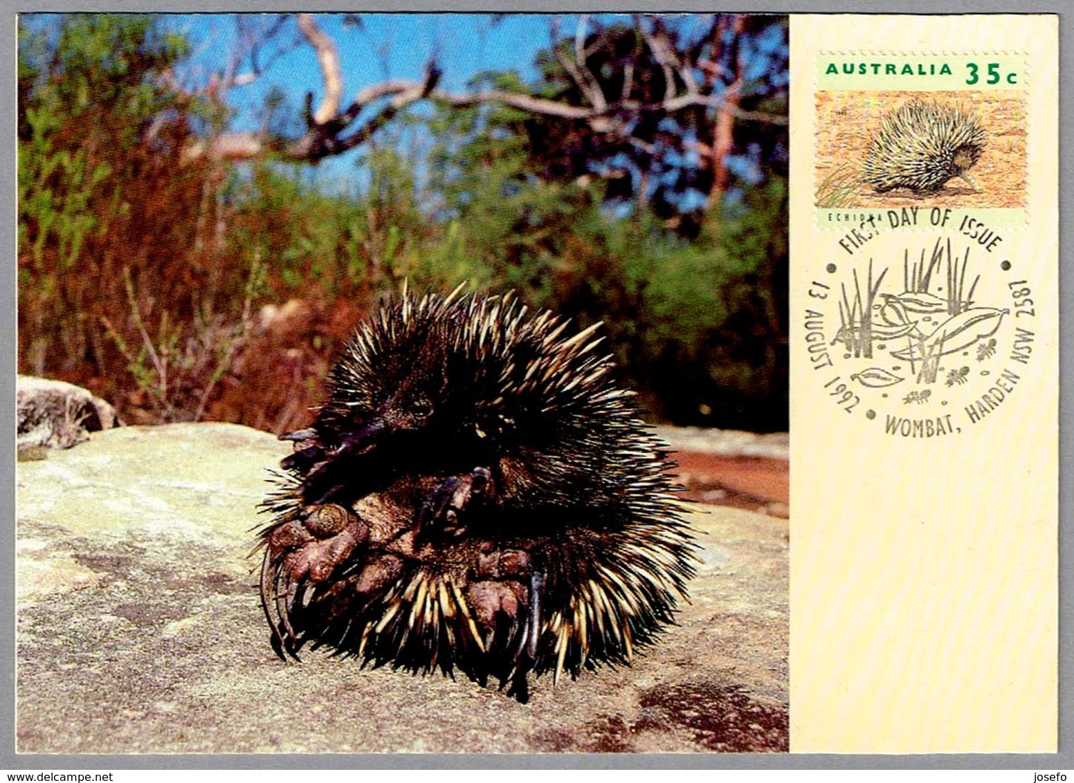 EQUIDNA - ECHIDNA - Tachyglossiadae. Wombar, Harden NSW 1992 - Otros & Sin Clasificación