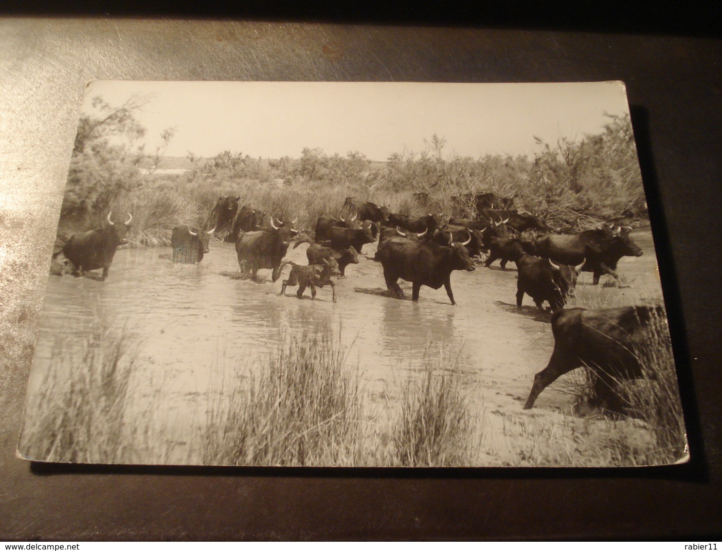 En Camargue Manade De Taureaux  Photo George Arles - Arles