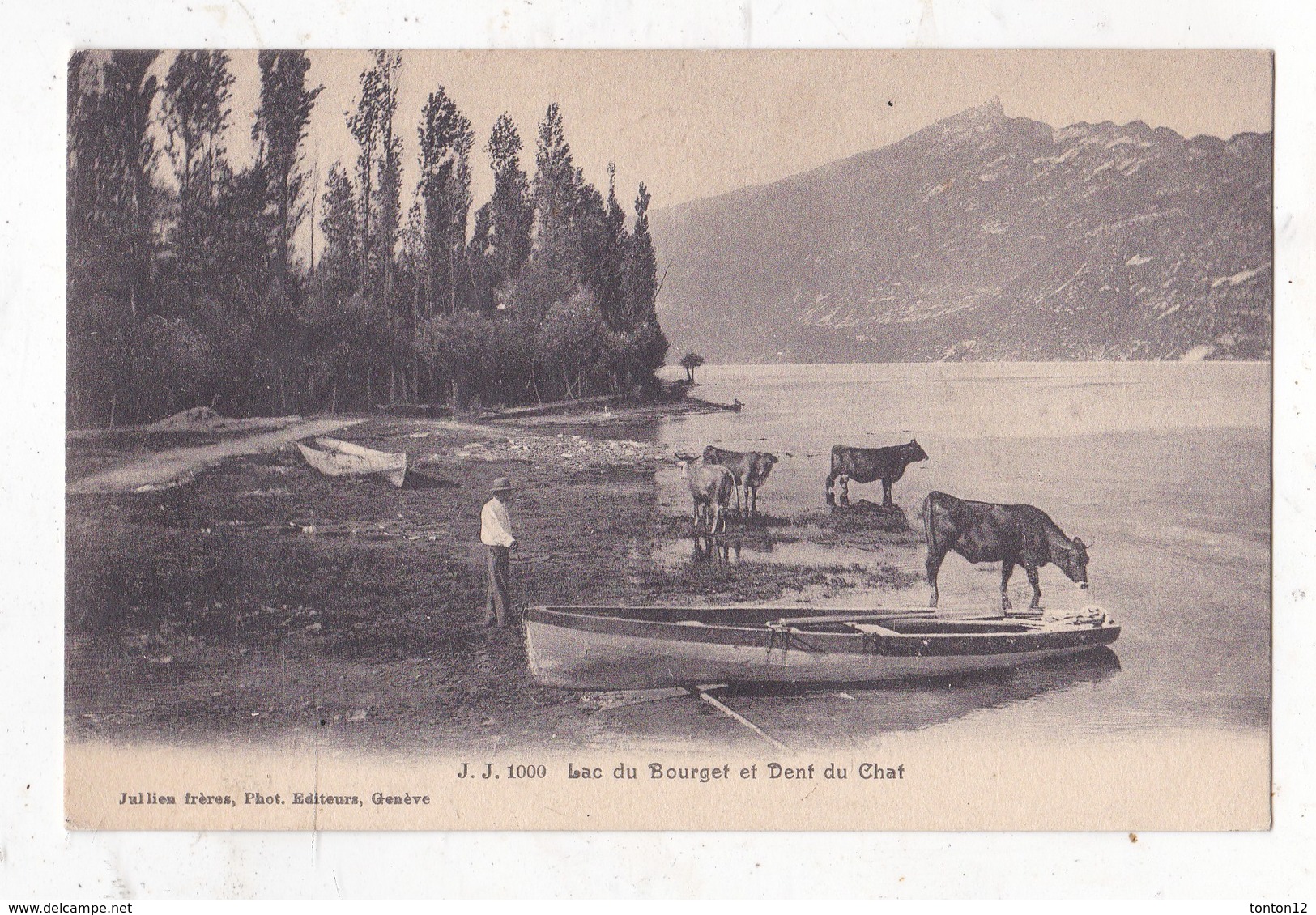 Carte Postale             Lac Du Bourget Et Dent De Chat - Autres & Non Classés