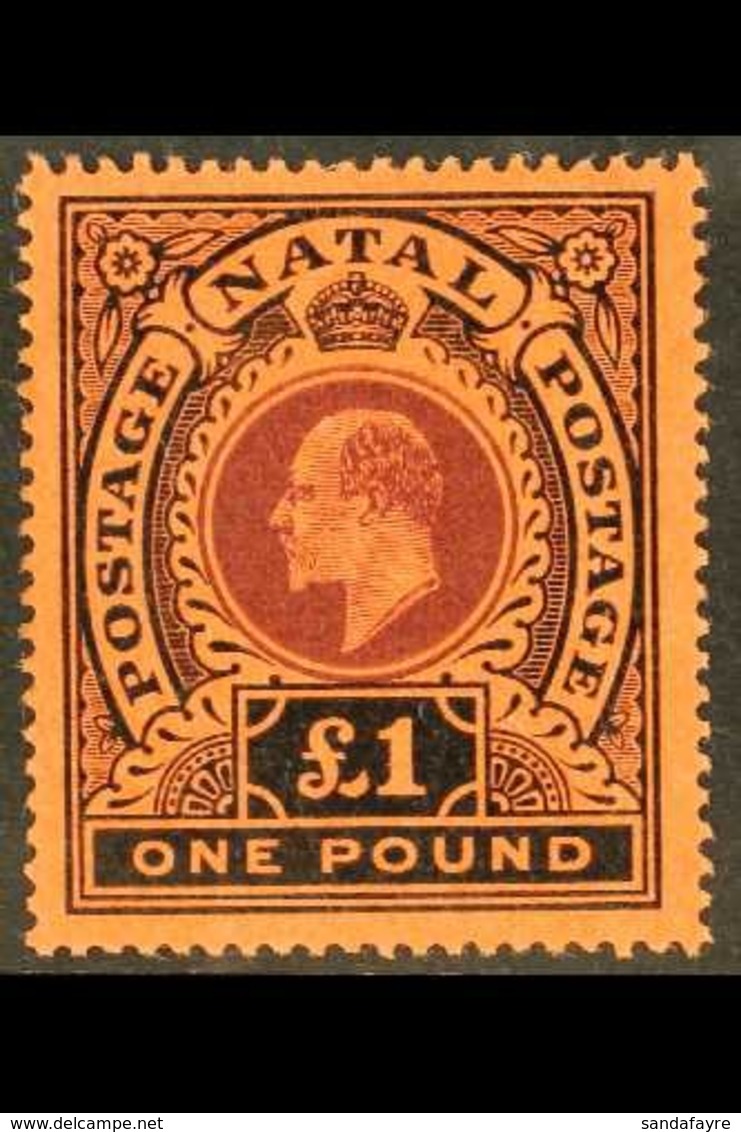 \Y NATAL\Y 1908-09 £1 Purple And Black On Red, SG 171, Very Fine Mint.  For More Images, Please Visit Http://www.sandafa - Unclassified