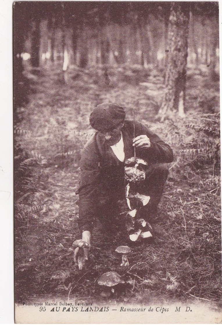 LANDES AU PAYS LANDAIS RAMASSEUR DE CEPES CHAMPIGNONS - Autres & Non Classés