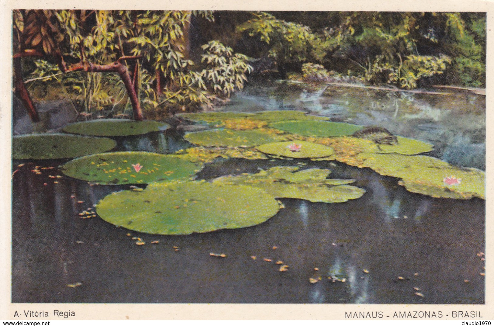 CARTOLINA - BRASILE - MANAUS - AMAZONAS - A. VITORIA REGIA - Manaus