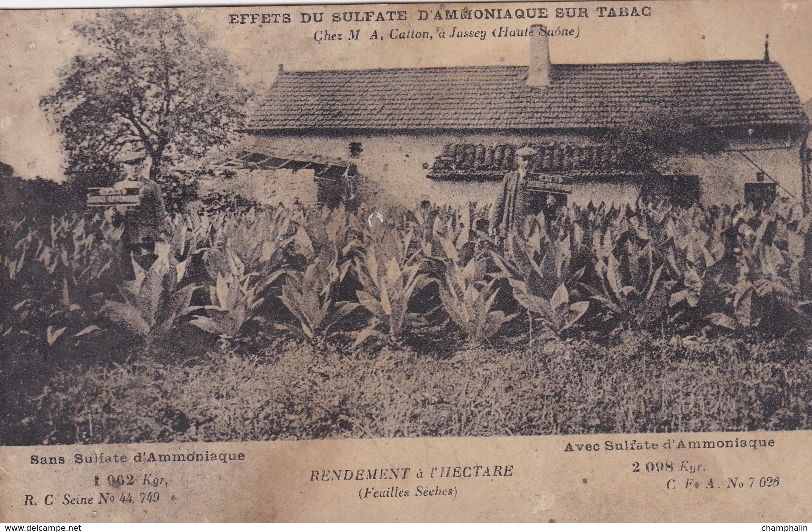 Effets Du Sulfate D'Ammoniaque Sur Tabac - Chez M. A. Catton à Jussey (70) - Agriculture - Engrais - Culturas