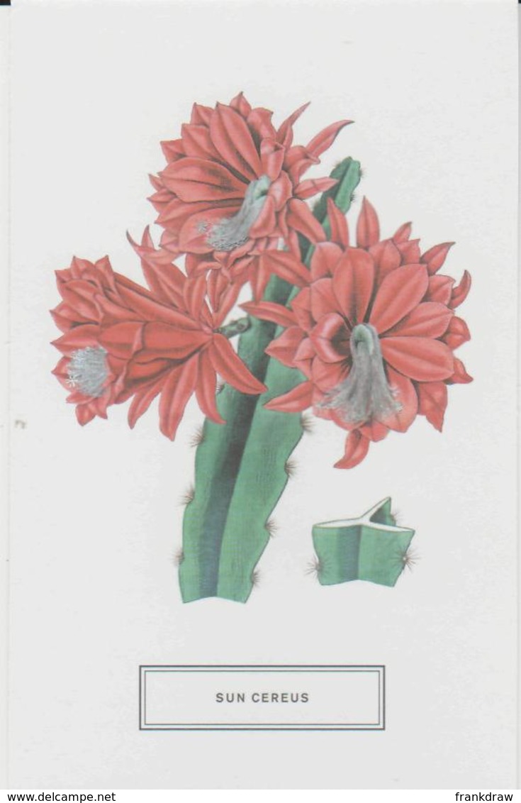 Postcard - New York Botanical Gardens - Sun Cereus New - Zonder Classificatie