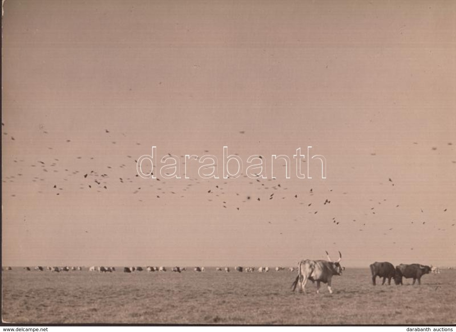 Cca 1920-1930 Kerny István (1879-1963): Madarak Vonulása A Hortobágy Felett, Pecséttel Jelzett, Feliratozott Vintage Fot - Other & Unclassified