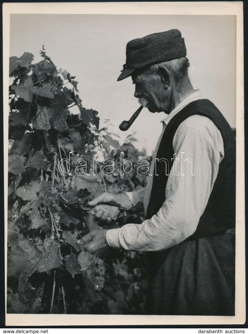 Cca 1952 Béres A Szőlőben, Vintage Szociofotó Jelzés Nélkül, Kotnyek Antal (1921-1990) Fotóriporter Hagyatékából, 24x18  - Otros & Sin Clasificación