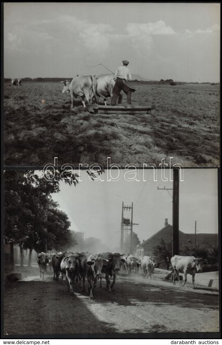 Cca 1950 Kotnyek Antal (1921-1990) 4 Db Szocreál Vintage Fotója, Köztük Egy Pecséttel Jelzett, 18x24 Cm - Andere & Zonder Classificatie