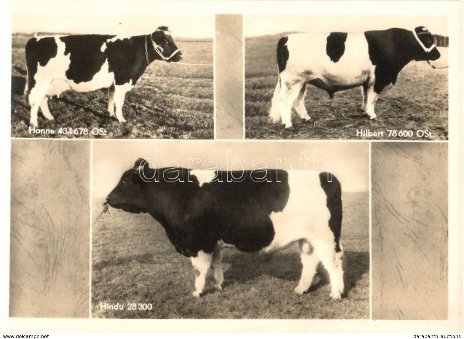** 5 Db MODERN Használatlan Motívumlap Szarvasmarhákkal / 5 Modern Unused Motive Postcards With Cattle - Non Classés