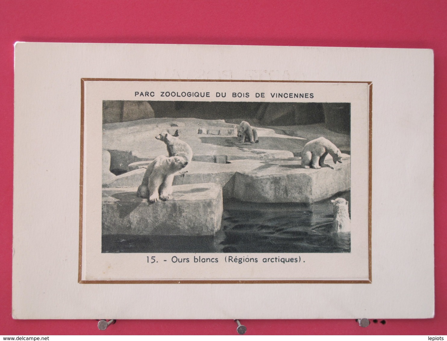 Visuel Très Peu Courant - 75 - Paris - Parc Zoologique Du Bois De Vincennes - Ours Blancs - Scans Recto-verso - Distretto: 12