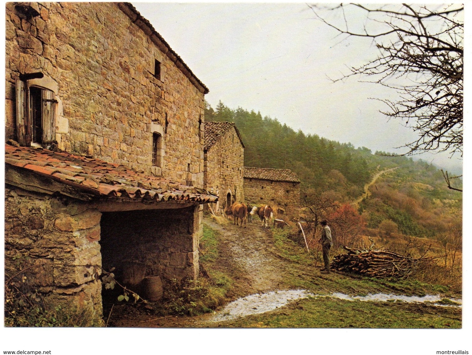 CPM, Grand Format 17 X 12, Les Vaches Rentrent à L'étable Dans Une Ferme, Monde Agricole, Jamais Voyagée - Cultures