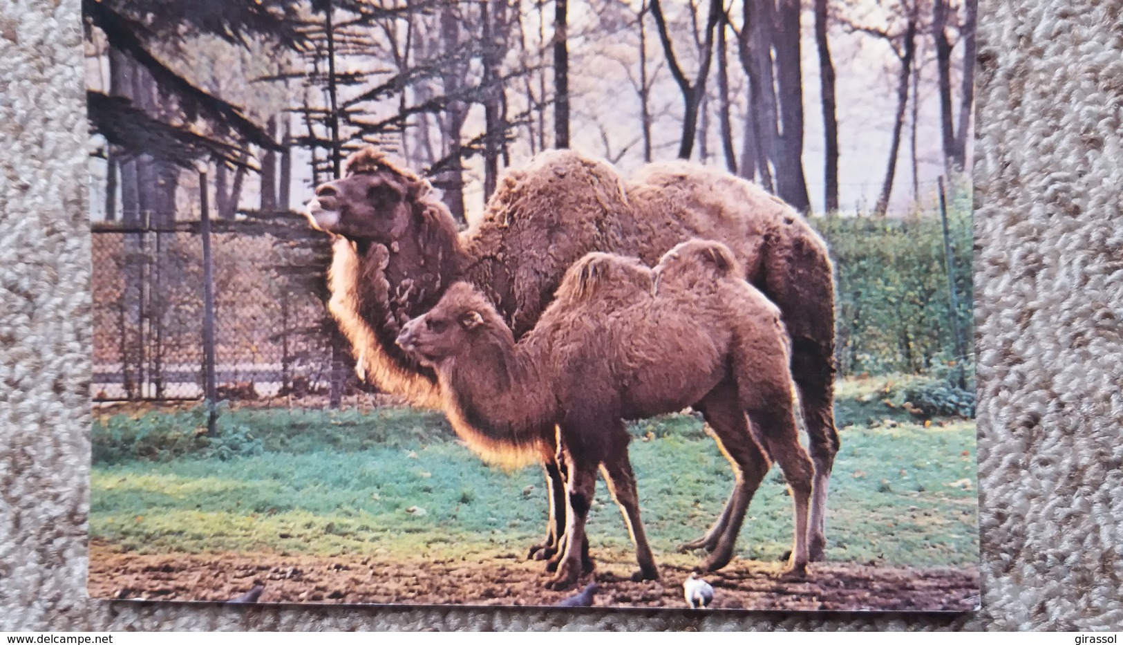 CPM CHAMEAUX CAMELUS LINNE ASIE CENTRALE PARC ZOOLOGIQUE ZOO PARIS MUSEUM HISTOIRE NATURELLE - Autres & Non Classés