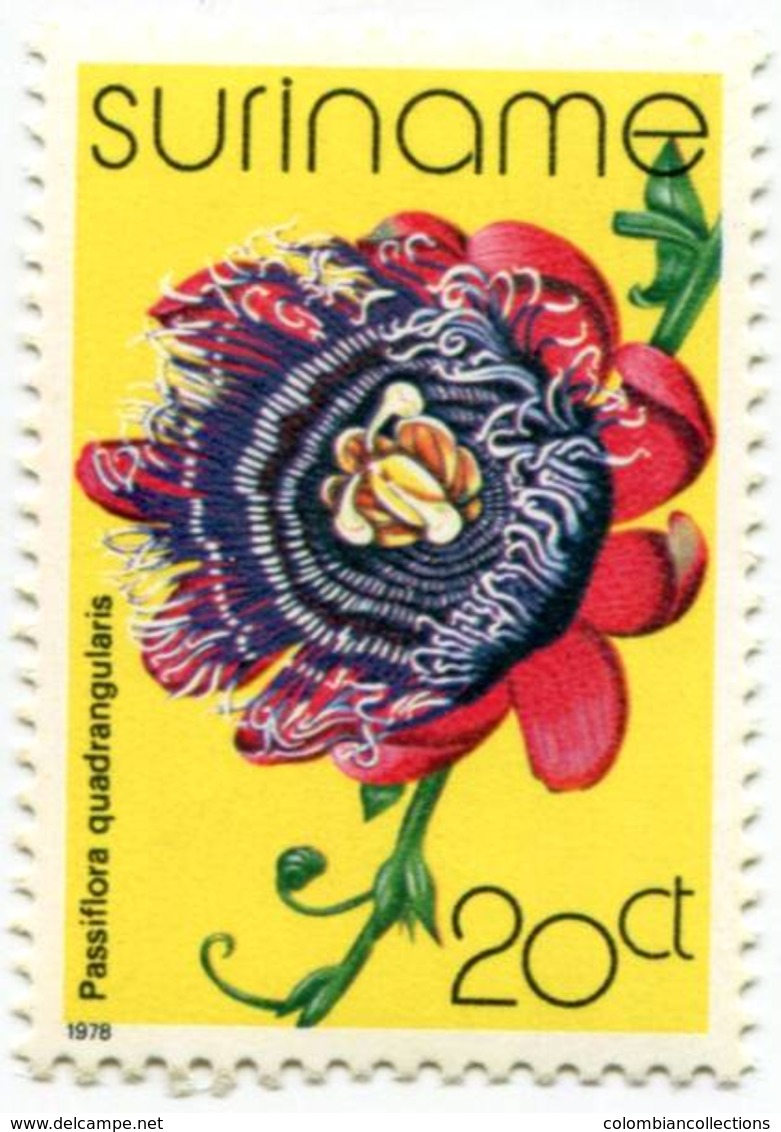 Lote S1, Suriname, 1978, Sello, Stamp, 5 V, Orquidea, Orchid, Flower - Surinam