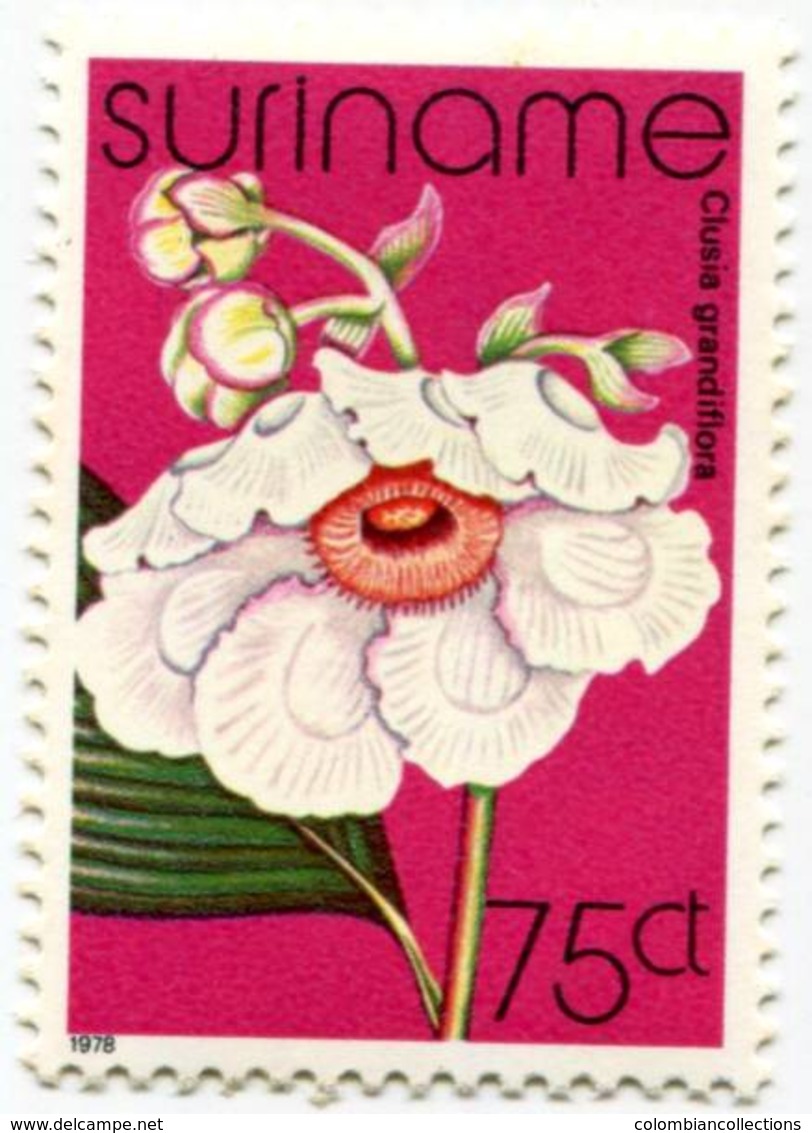 Lote S1, Suriname, 1978, Sello, Stamp, 5 V, Orquidea, Orchid, Flower - Surinam