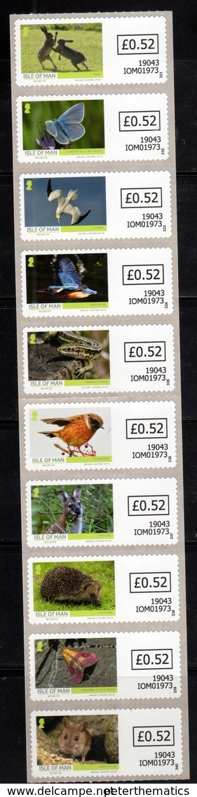 ISLE OF MAN, 2019, MNH, WILDLIFE, BIRDS, KINGFISHERS, BUTTERFLIES, LIZARDS, RODENTS, HEDGEHOGS, 10v SELF-ADHESIVE STRIP - Other & Unclassified