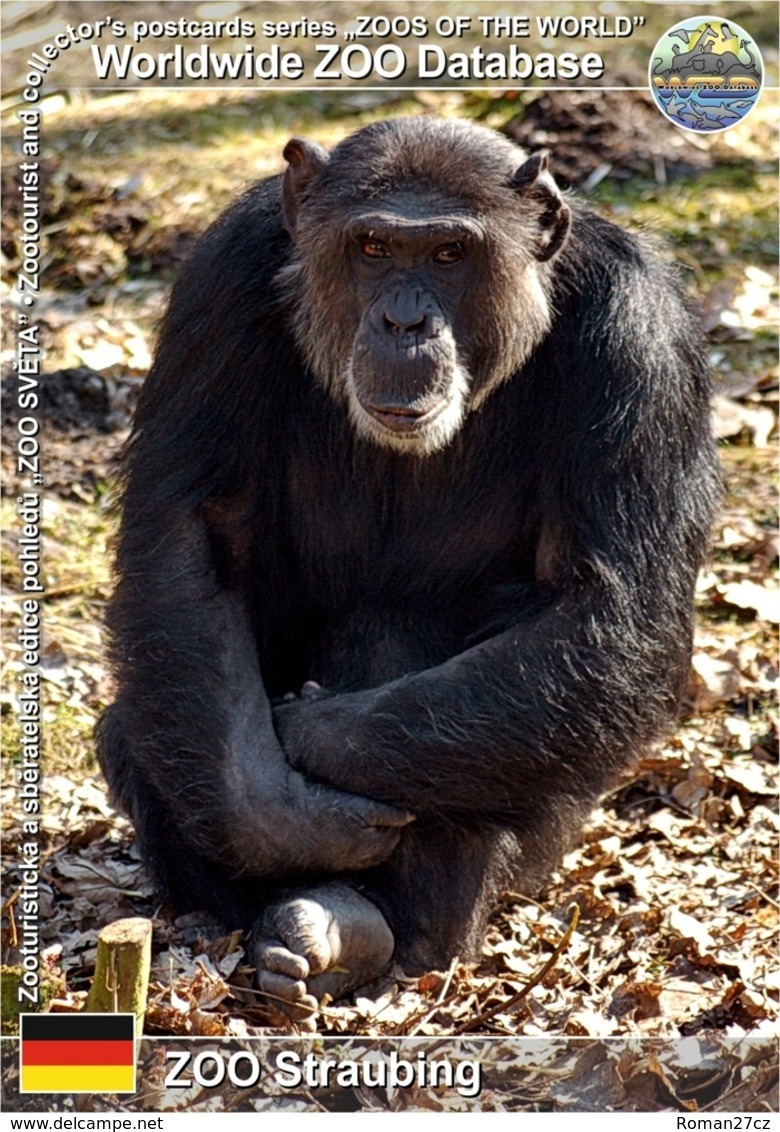 637 ZOO Straubing, DE - Common Chimpanzee (Pan Troglodytes) - Straubing