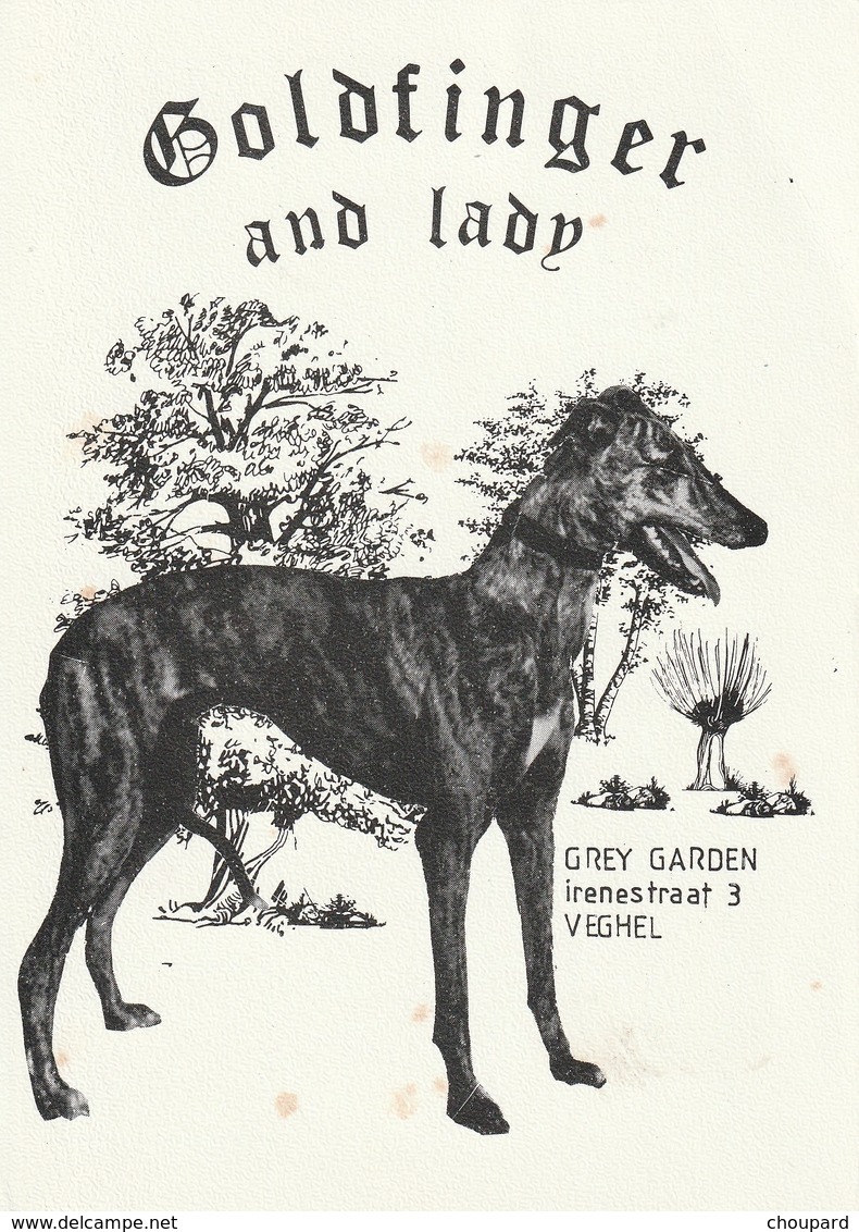 Très Belle Carte Postale De Chien Lévrier  WHIPPETS Ou GREYHOUND  Ou BARZOI - Chiens