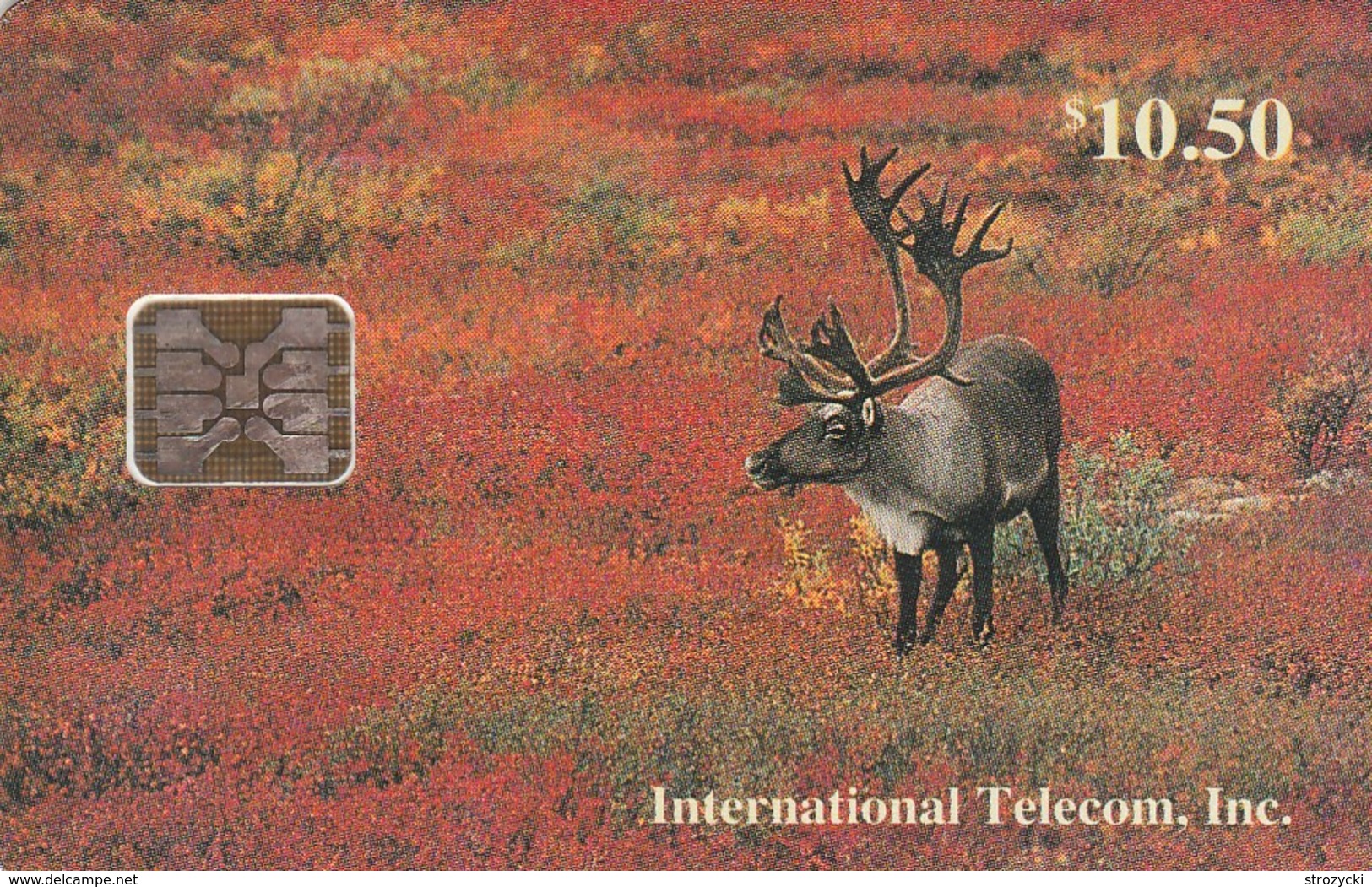 Alaska - Bull Caribou In Fall - Denali National Park - Altri – America