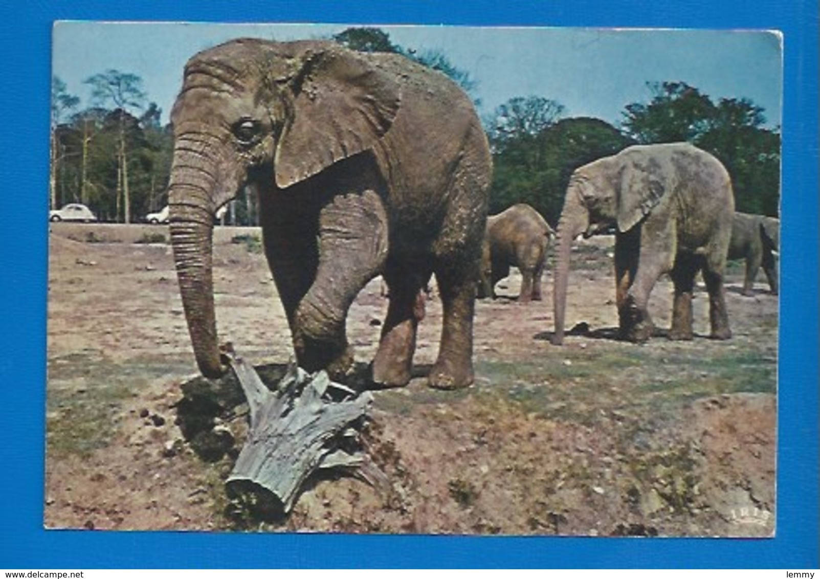 ANIMAUX - 78 - THOIRY - ÉLÉPHANTS EN LIBERTÉ - 1973 - Éléphants