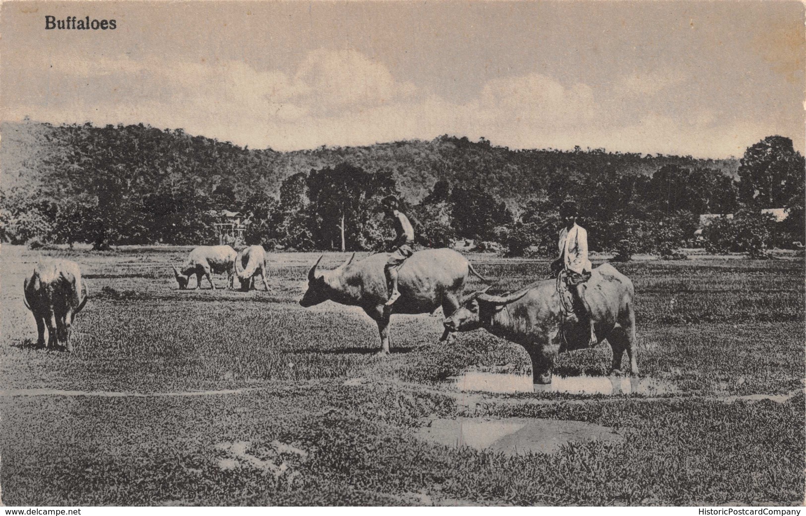 BANGKOK SIAM (THAILAND) POSTMARK~BUFFALOES PHOTO POSTCARD 39427 - Thaïland