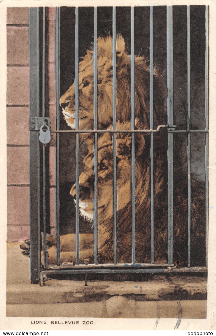R167081 Lions. Bellevue Zoo. 1934 - World