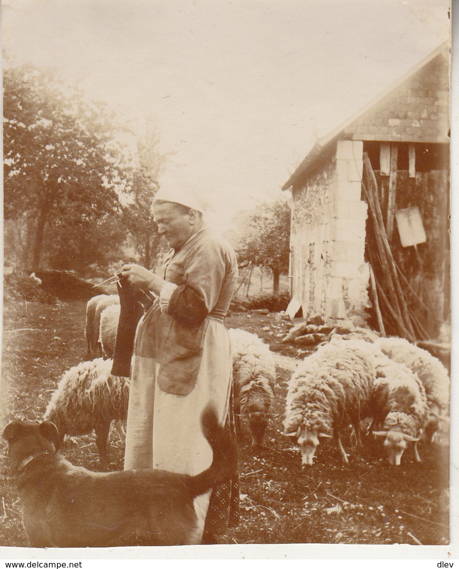 Touraine Avec Moutons - 1915 - Photo Format 8 X 10 Cm - Personnes Anonymes