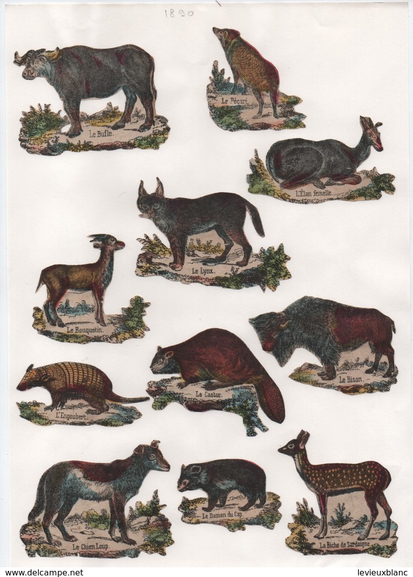 Découpages/ Gravures D'Animaux/ Colorisés/ Encollés/ Vers 1850-1880  JE221 - Autres & Non Classés