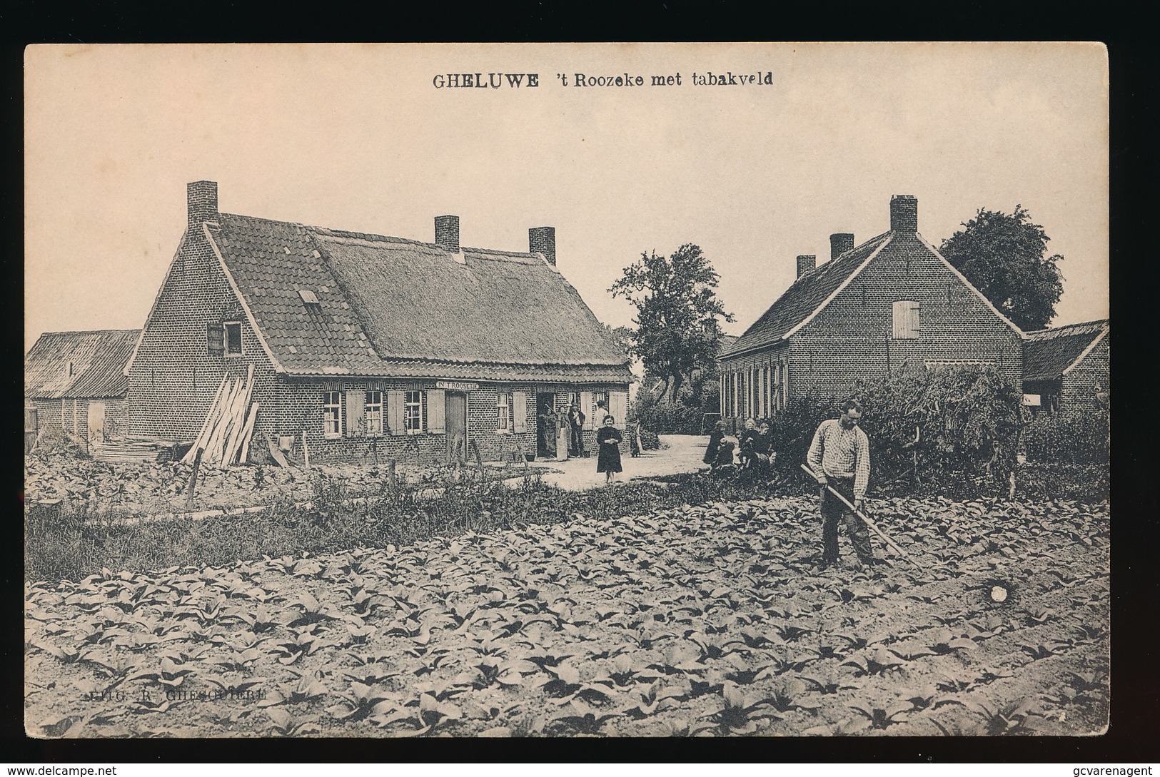 GELUWE  'T ROOZEKE MET TABAKVELD - Wervik