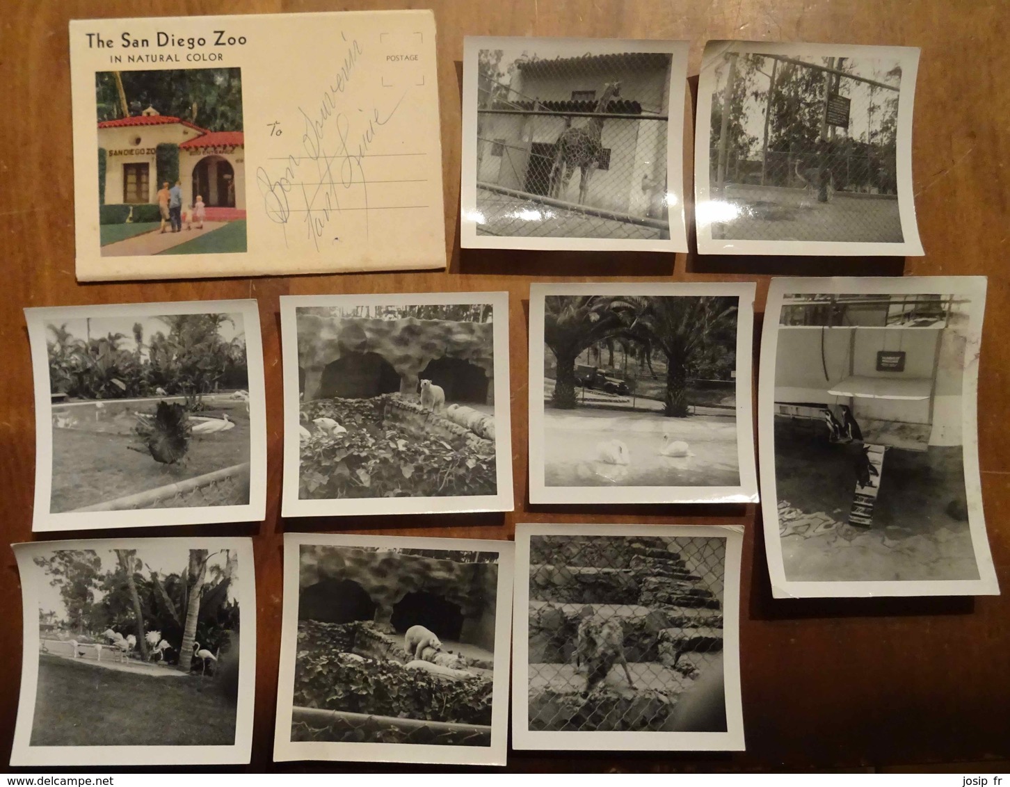 THE SAN DIEGO ZOO: CARTE POSTALE DÉPLIANTE AVEC 13 VUES + 9 PHOTOGRAPHIES D'UN VISITEUR Vers 1950 - San Diego