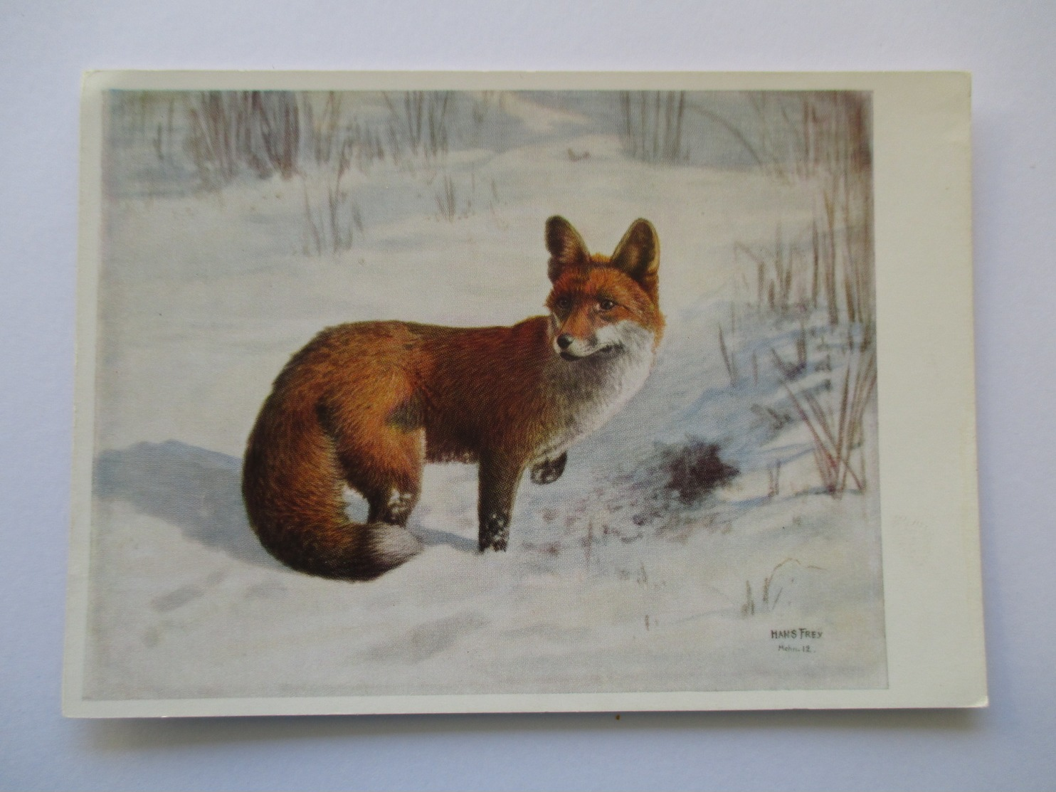 Renard Red Fox  H Frey - Sonstige & Ohne Zuordnung