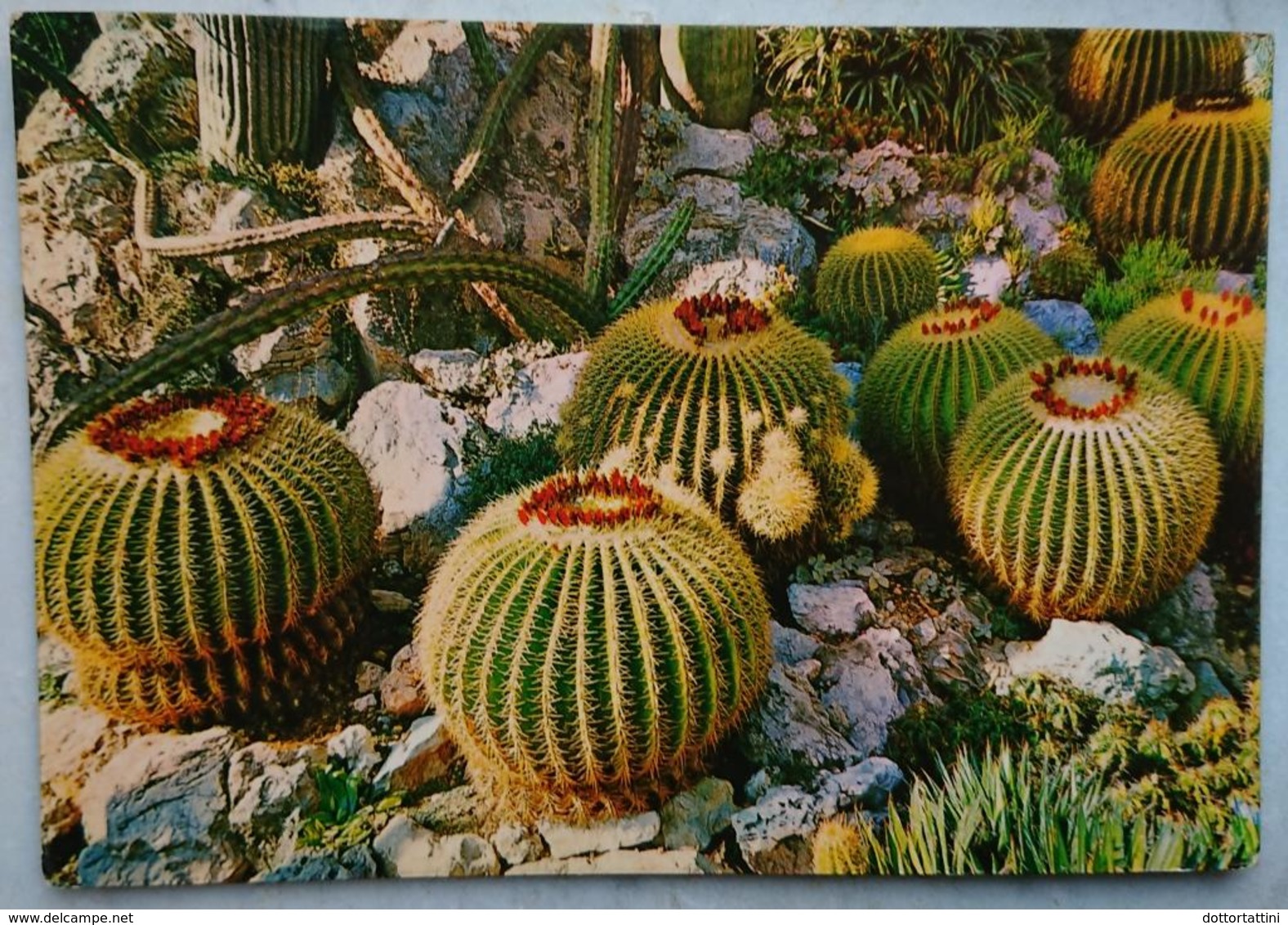 PRINCIPAUTE DE MONACO - Le Jardin Exotique - Echimocactus Grusonii - Plante Succulente - Cactus - Vg 1967 - Autres & Non Classés