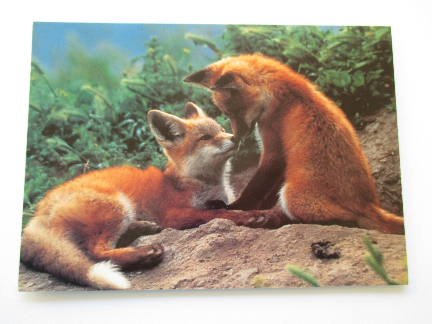 Renard  Carte Non écrite Red Fox  Love - Autres & Non Classés