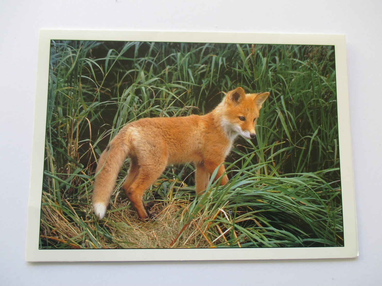 Renard  Carte Non écrite Red Fox - Autres & Non Classés