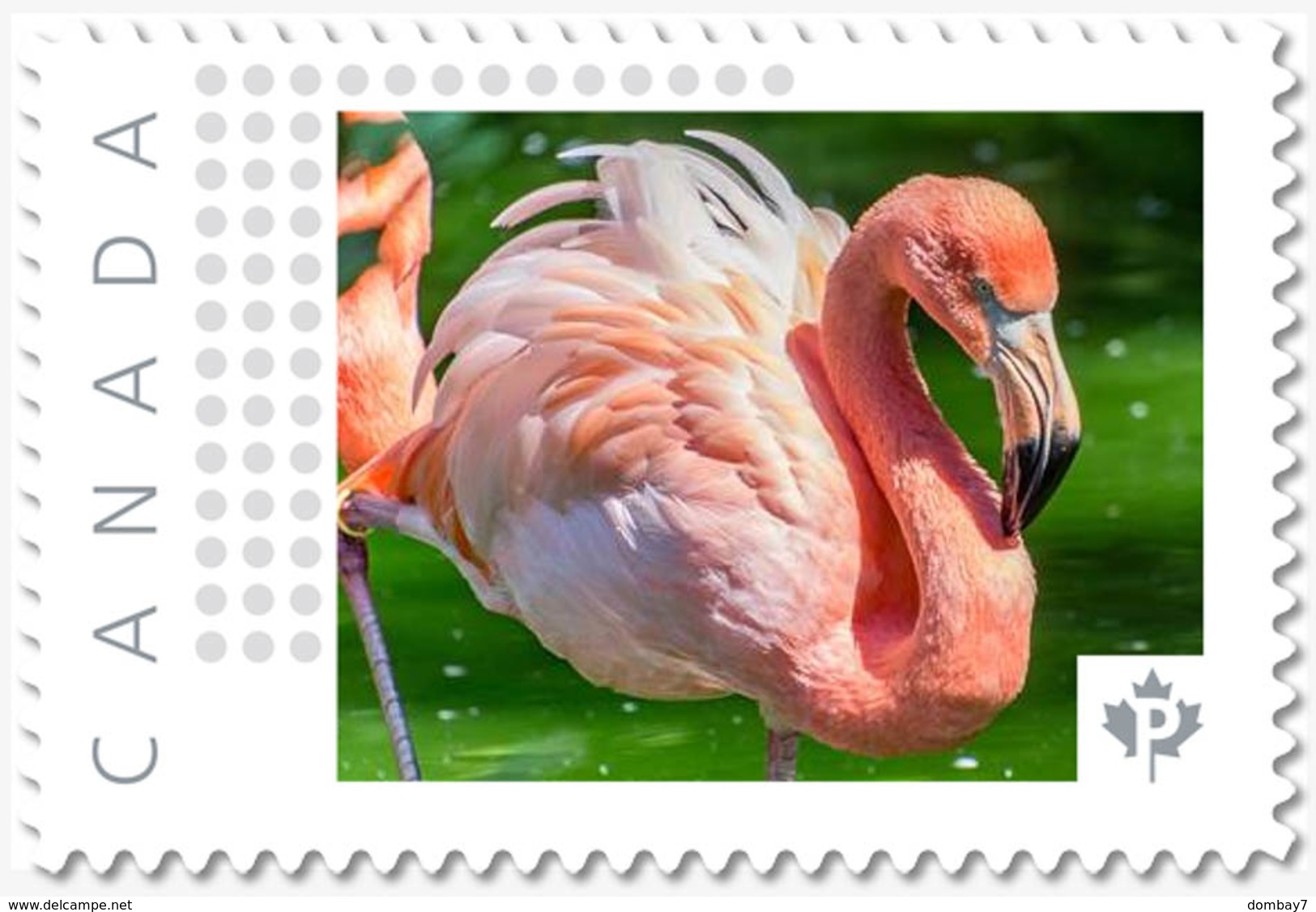 PINK FLAMINGO = Exotic Bird = Picture Postage MNH-VF Canada 2019 [p19-02sn22] - Flamants