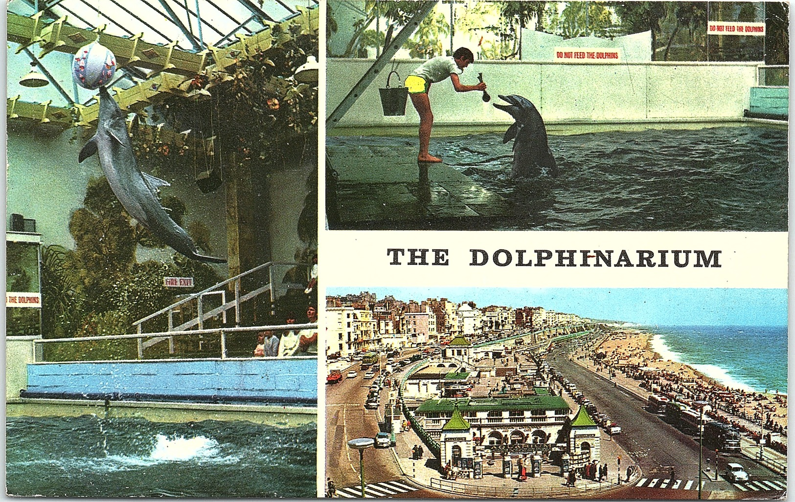 Animals - Multi View, The Dolphinarium - Dolphins