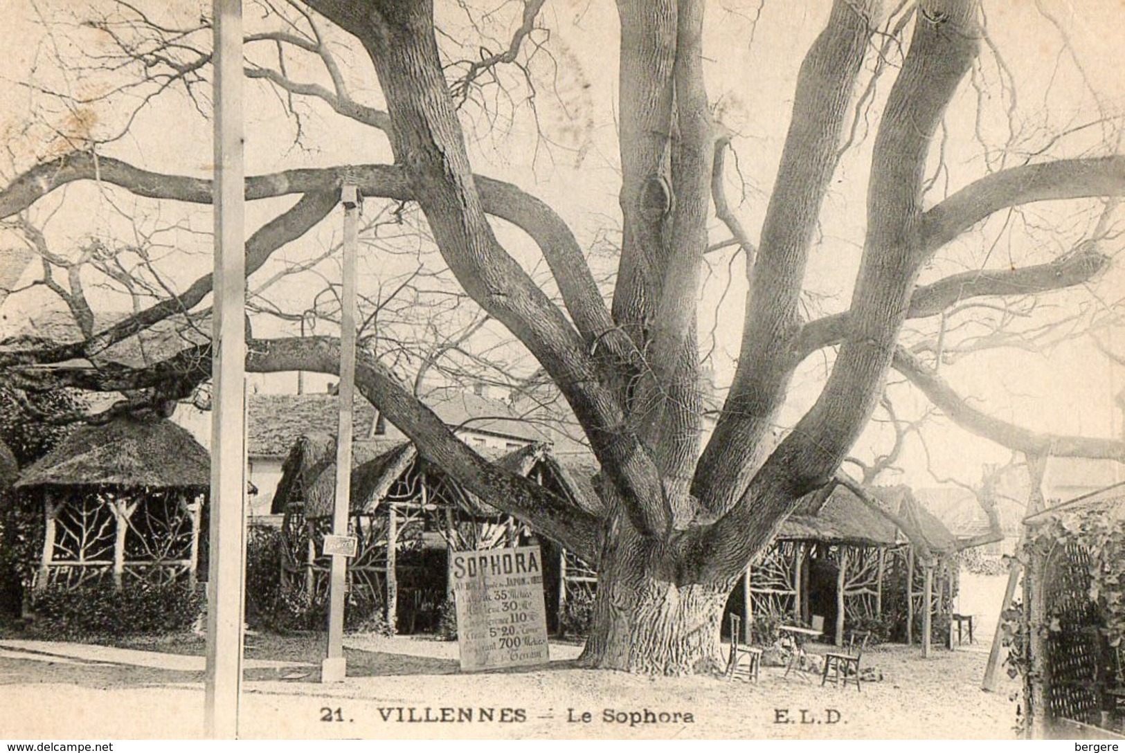 78. CPA. VILLENNES.  Le Sophora.  Avec Explications Arbre Importé Du Japon. 1922. - Villennes-sur-Seine