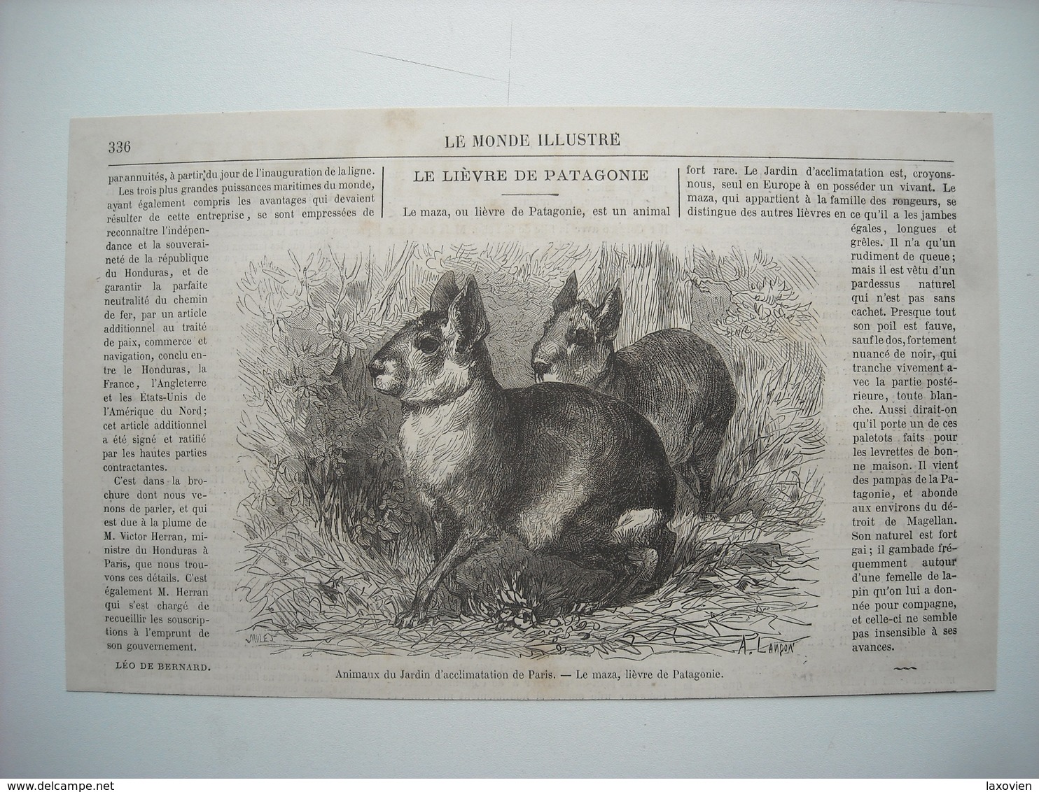 GRAVURE 1869. ANIMAUX DU JARDIN D’ACCLIMATATION DE PARIS. LE MAZA, LIEVRE DE PATAGONIE. AVEC EXPLICATIF. - Estampes & Gravures