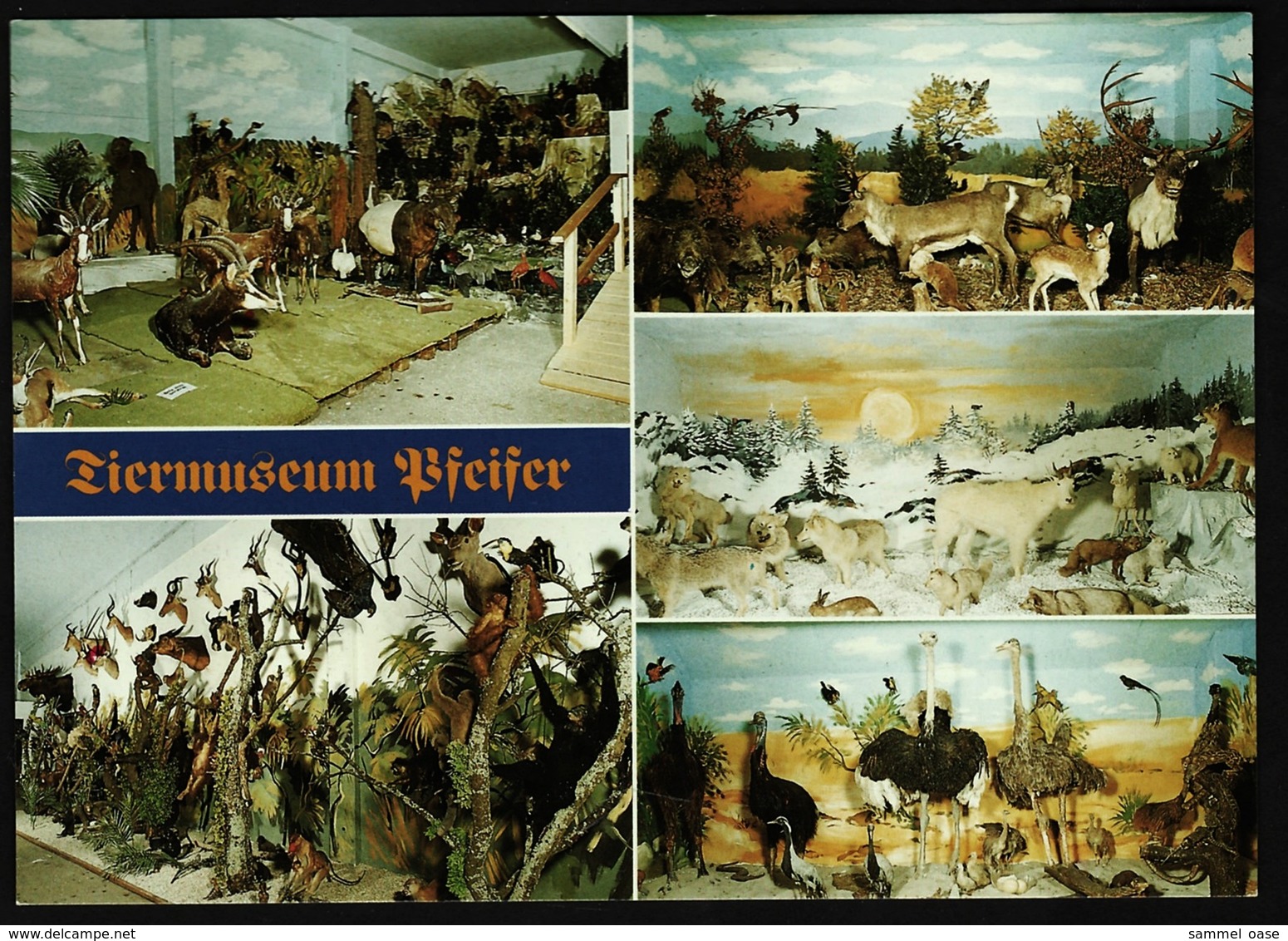 Tiermuseum Pfeifer  -  Regenhütte / Bayer. Wald  -  Ansichtskarte Ca.1980     (9975) - Regen