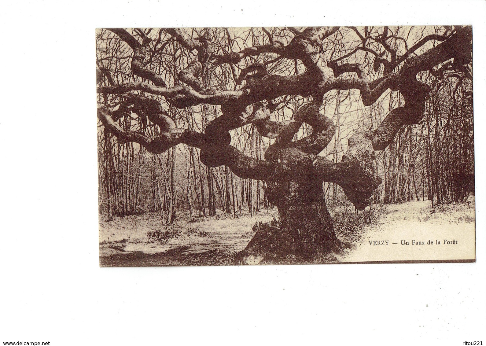 Cpa - 51 - VERZY - Un Faux De La Forêt - Arbre - 1930 - - Arbres