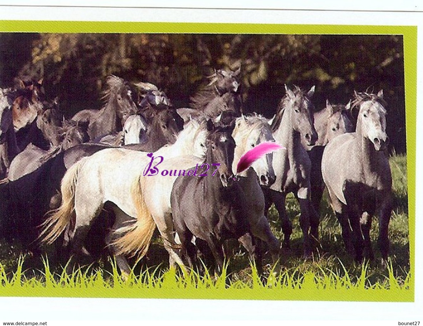 Image Autocollant PANINI Horse Les CHEVAUX Une Aventure Incroyable 20/208 - Altri & Non Classificati