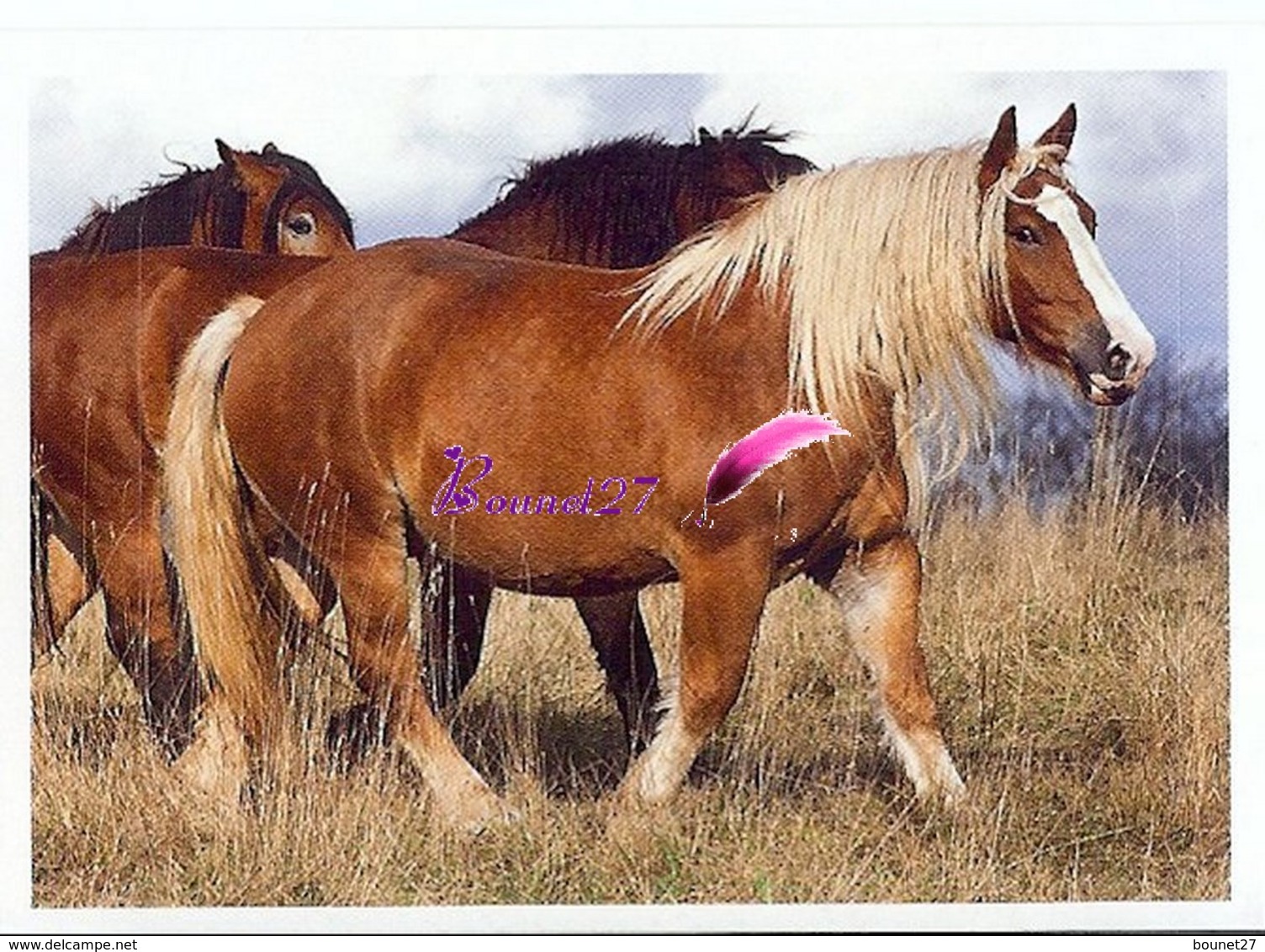Image Autocollant PANINI Horse Les CHEVAUX Une Aventure Incroyable 118/208 - Otros & Sin Clasificación