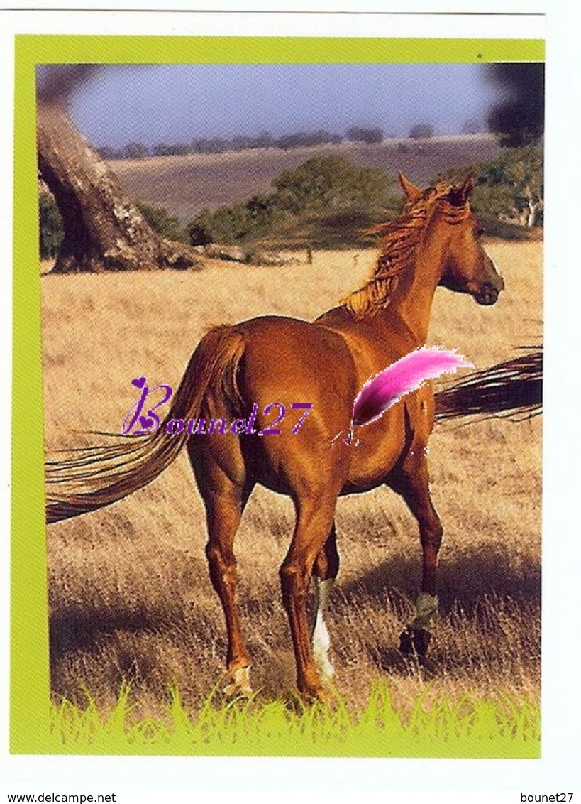 Image Autocollant PANINI Horse Les CHEVAUX Une Aventure Incroyable 31/208 - Otros & Sin Clasificación