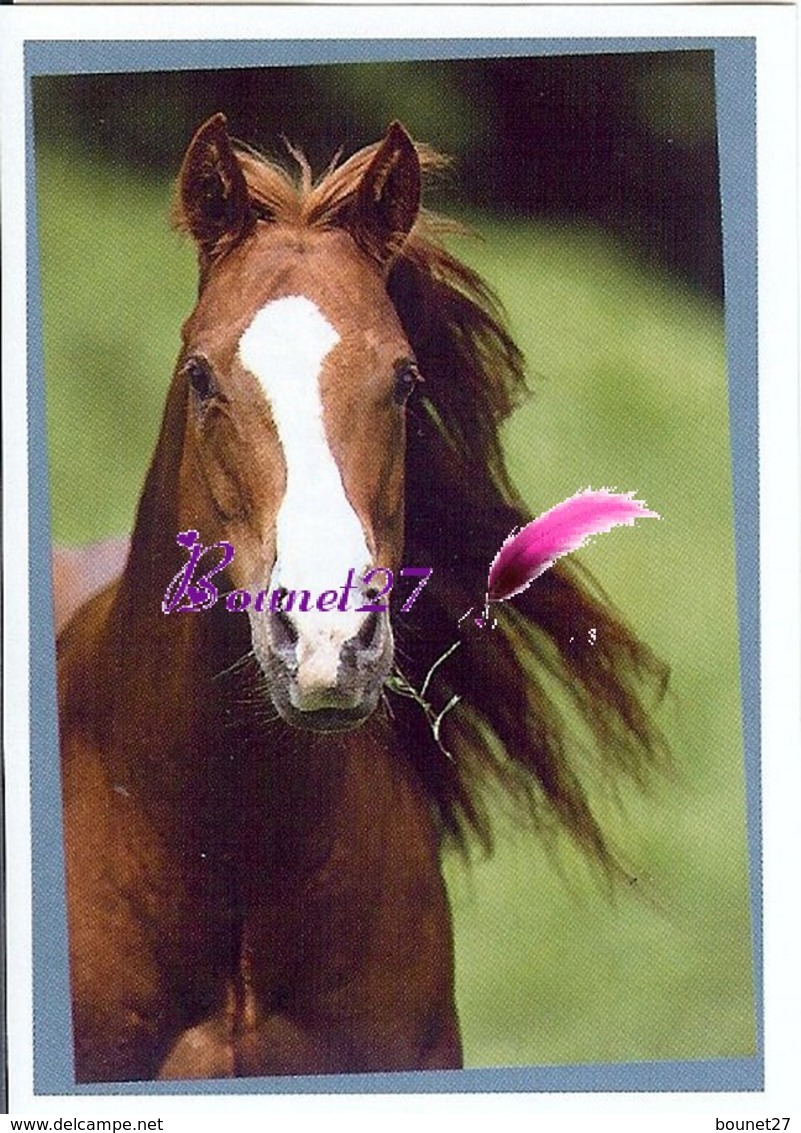 Image Autocollant PANINI Horse Les CHEVAUX Une Aventure Incroyable 92/208 - Otros & Sin Clasificación