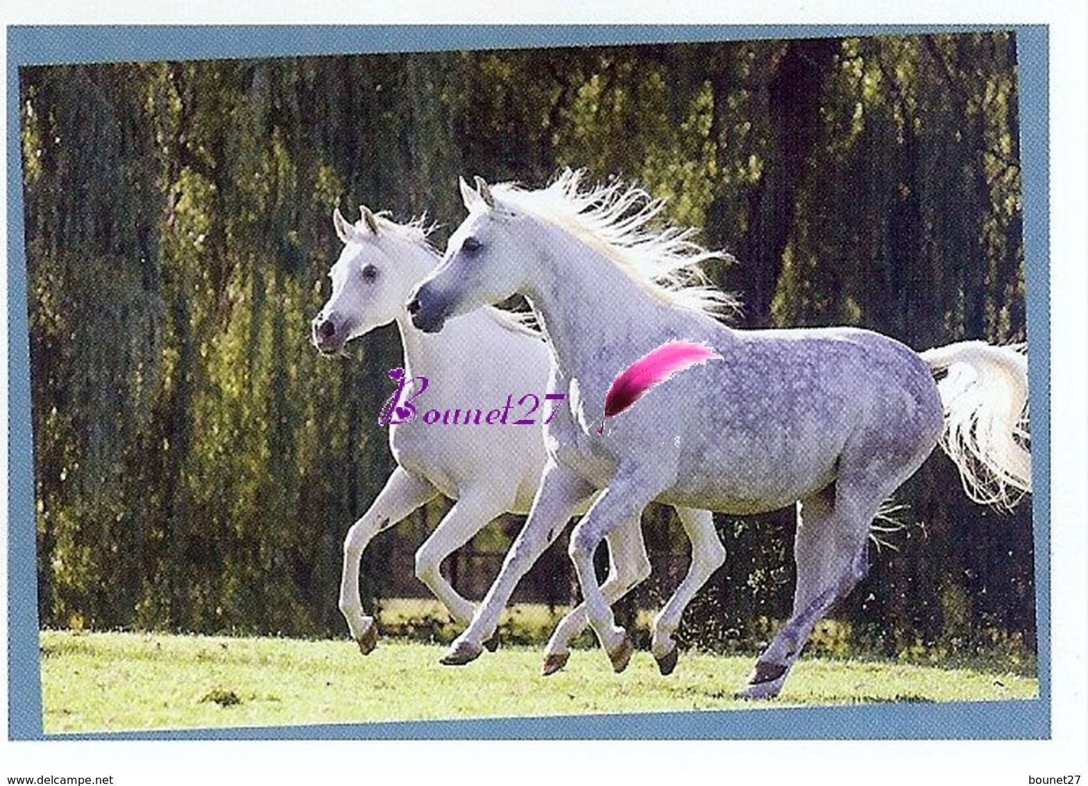 Image Autocollant PANINI Horse Les CHEVAUX Une Aventure Incroyable 42/208 - Otros & Sin Clasificación