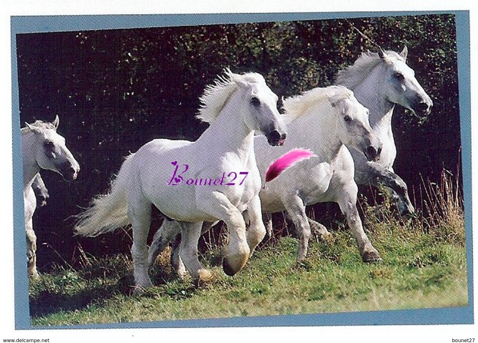 Image Autocollant PANINI Horse Les CHEVAUX Une Aventure Incroyable 109/208 - Otros & Sin Clasificación